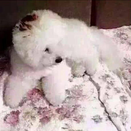 圖片來源：Fi Fi Chang/爆料公社