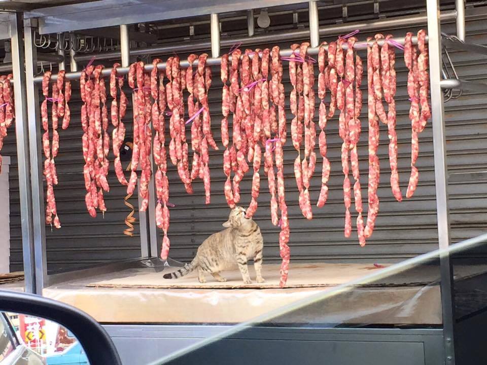 圖片來源:方子軒/貓咪也瘋狂俱樂部