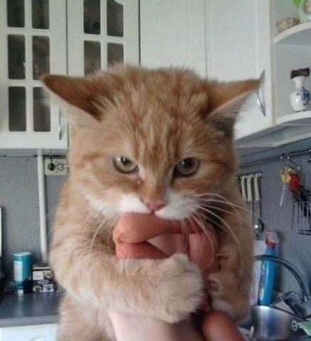 圖片來源:cherry040215/twitter