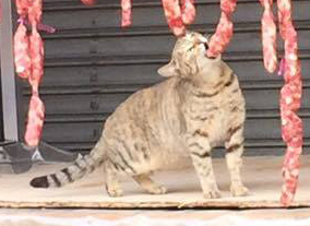 圖片來源:方子軒/貓咪也瘋狂俱樂部