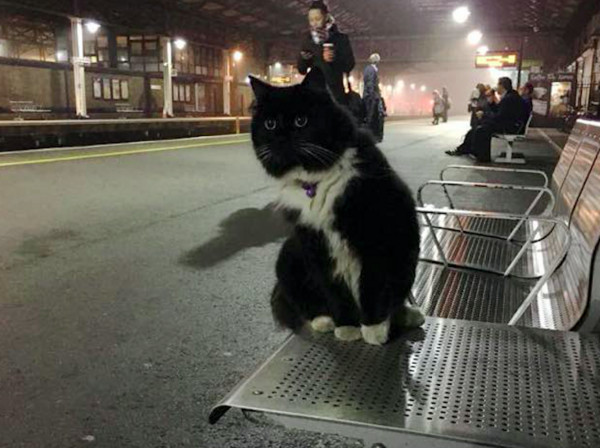 圖片來源：Felix the Huddersfield Station Cat/Facebook
