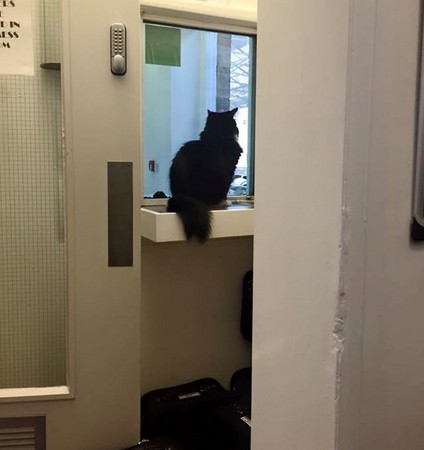 圖片來源：Felix the Huddersfield Station Cat/Facebook