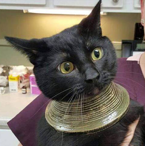 圖片來源：Hardin314/imgur