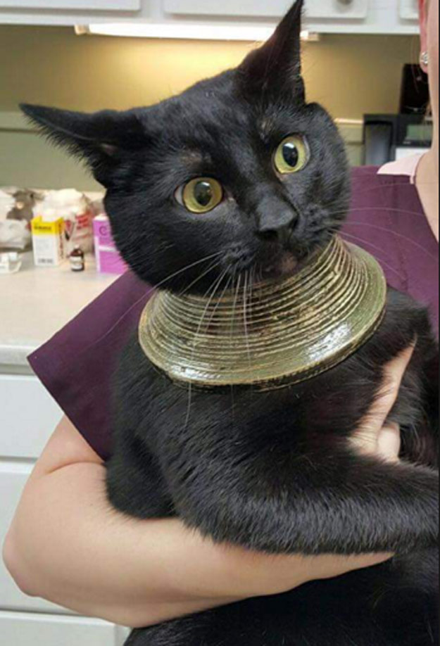 圖片來源：Hardin314/imgur