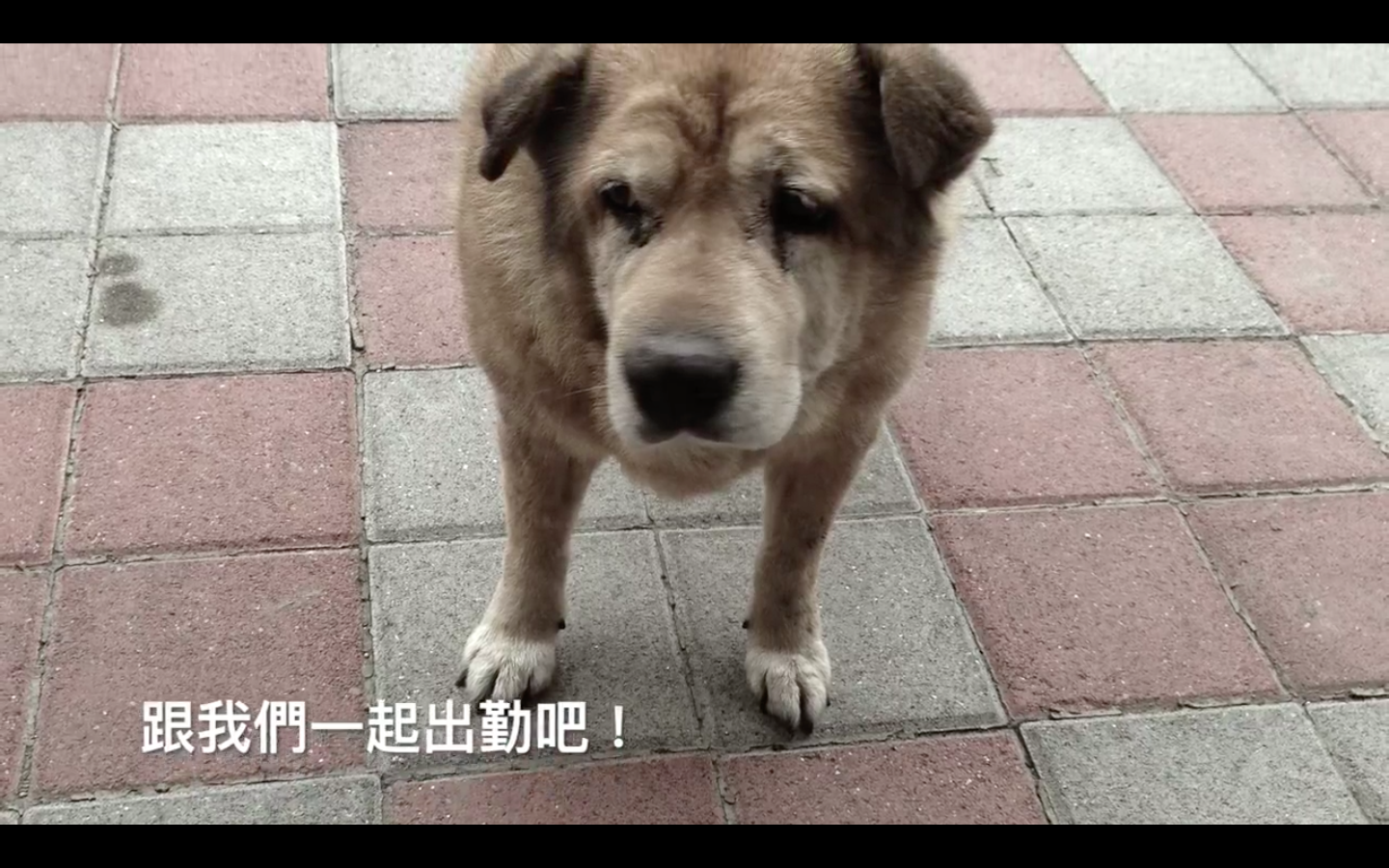 圖片來源：嘉義市政府消防局第一分隊-太陽分隊