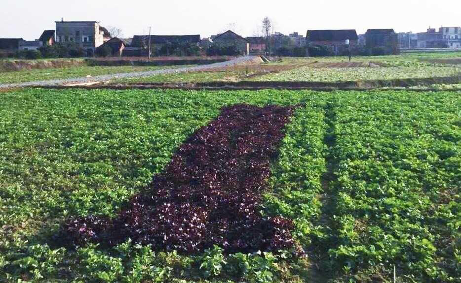 圖片來源：網易新聞