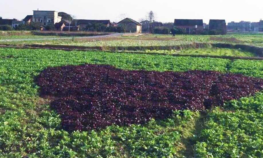 圖片來源：網易新聞