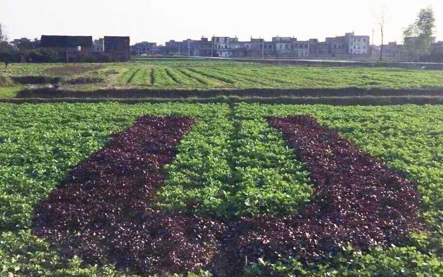 圖片來源：網易新聞