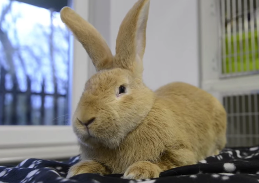 圖片來源：Metro