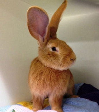 圖片來源：Metro