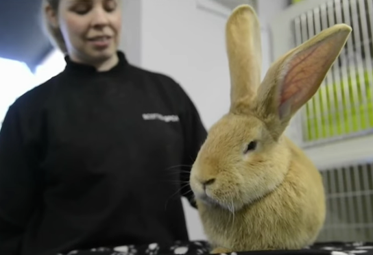 圖片來源：Metro