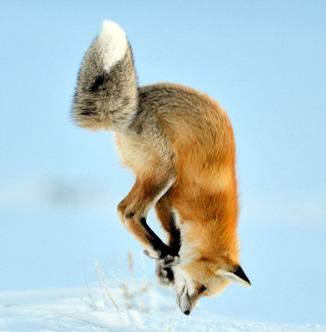 圖片來源:Dailymail