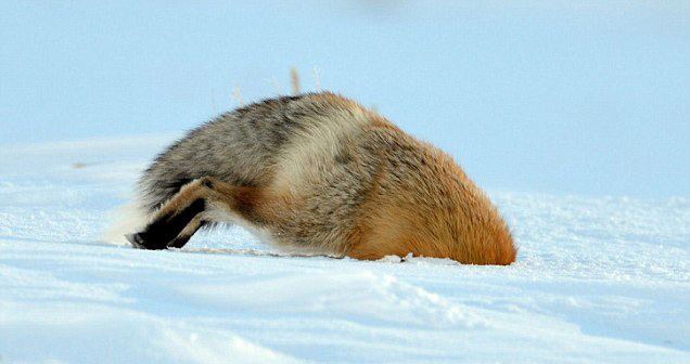 圖片來源:Dailymail