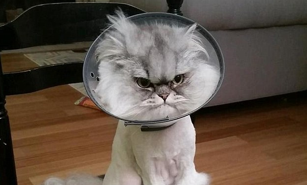 圖片來源：Metro