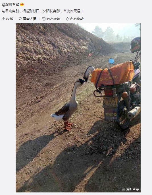圖片來源:深圳李寬/微博
