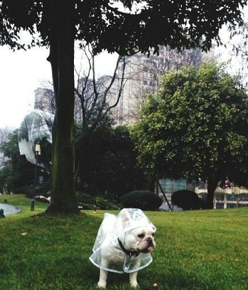 ​圖片來源：淘寶網