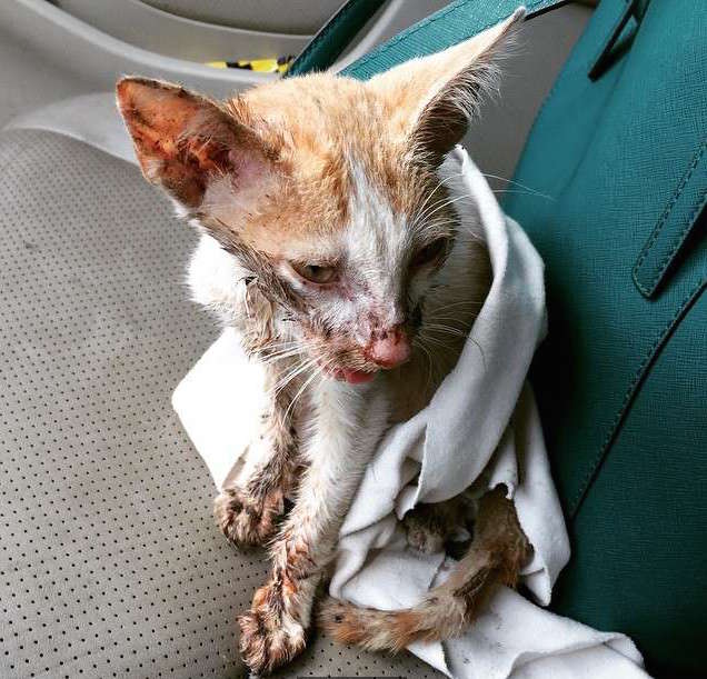 圖片來源:Smeagol_puss