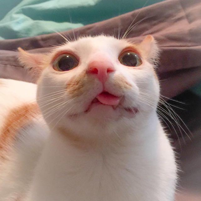 圖片來源:Smeagol_puss