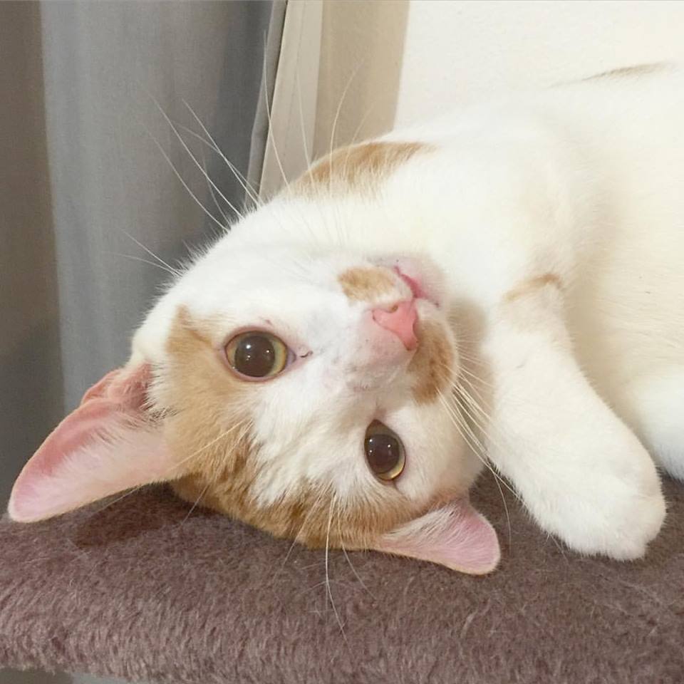 圖片來源:Smeagol_puss