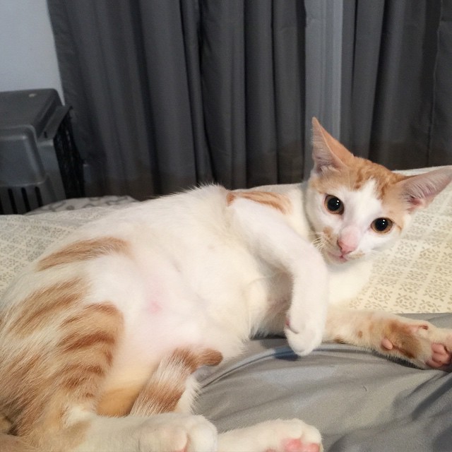 圖片來源:Smeagol_puss