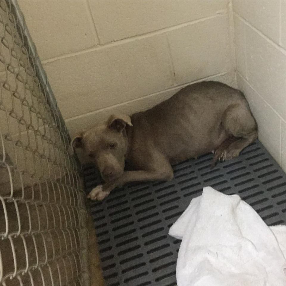 圖片來源：GraniteHillsVet