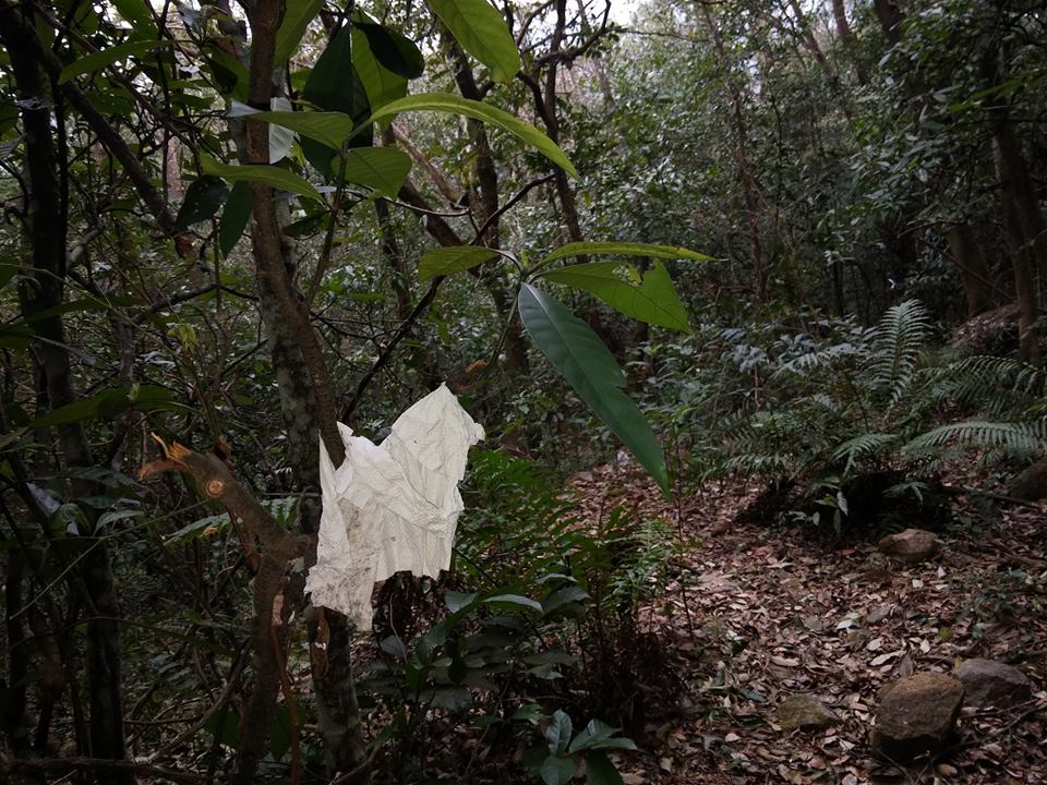 圖片來源：Tony Ma