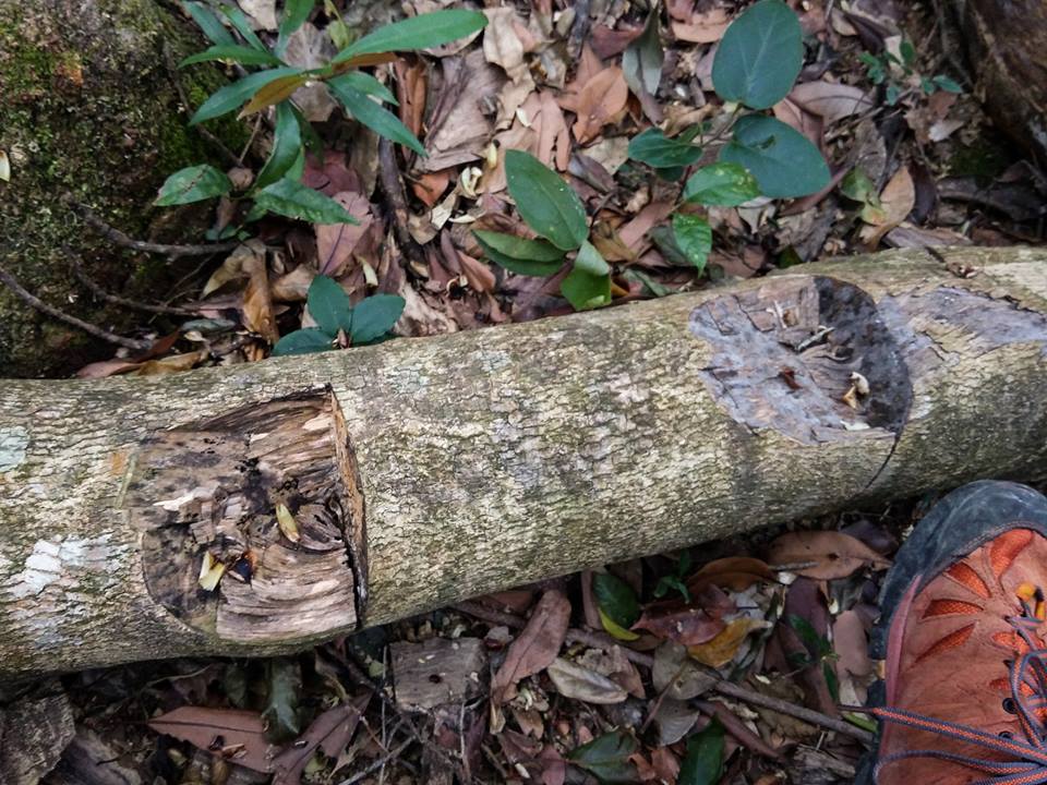 圖片來源：Tony Ma