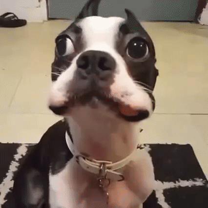 圖片來源：imgur