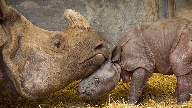 圖片來源:Daily Mail