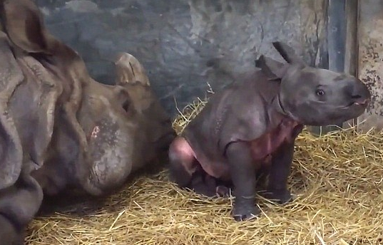 圖片來源:Daily Mail