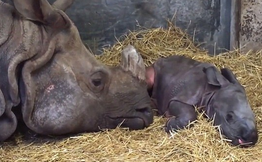 圖片來源:Daily Mail