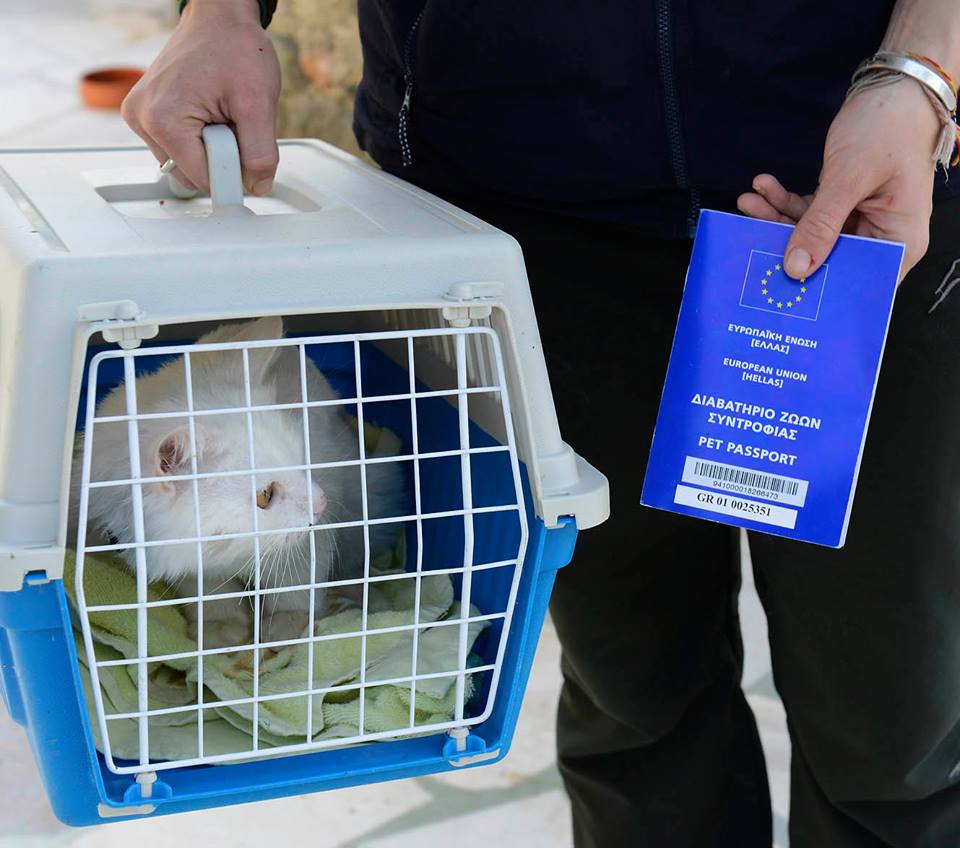 圖片來源:Reunite Dias/facebook