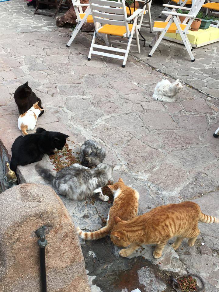 圖片來源:Reunite Dias/facebook