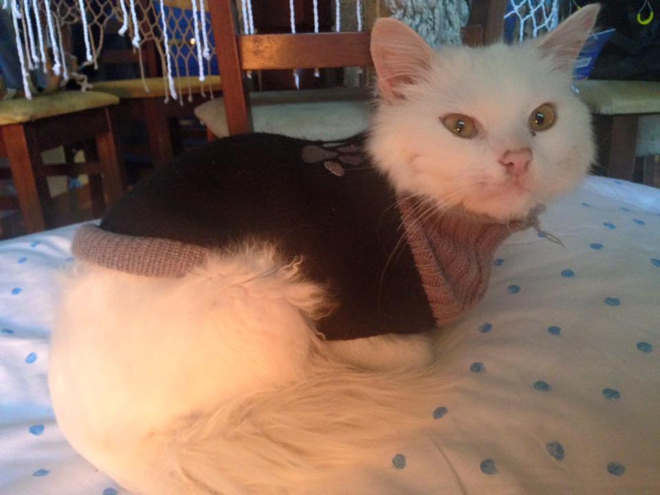 圖片來源:Reunite Dias/facebook