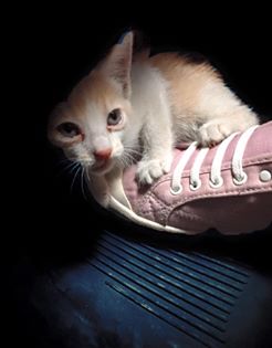 圖片來源：Lorena Castro/Facebook