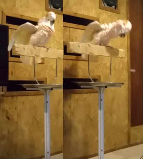 圖片來源:YouTube截圖