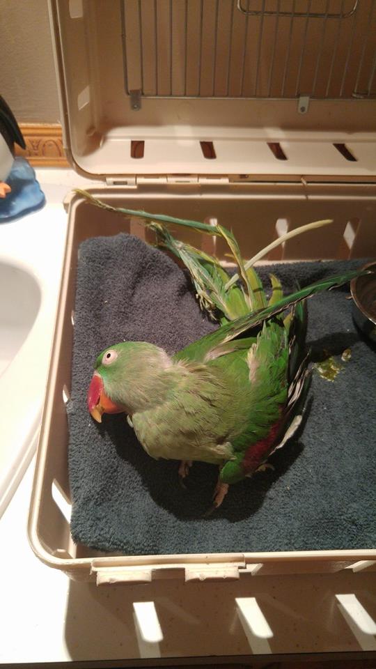 圖片來源:Saskatoon Parrot Rescue