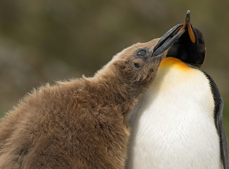 圖片來源:Daily Mail