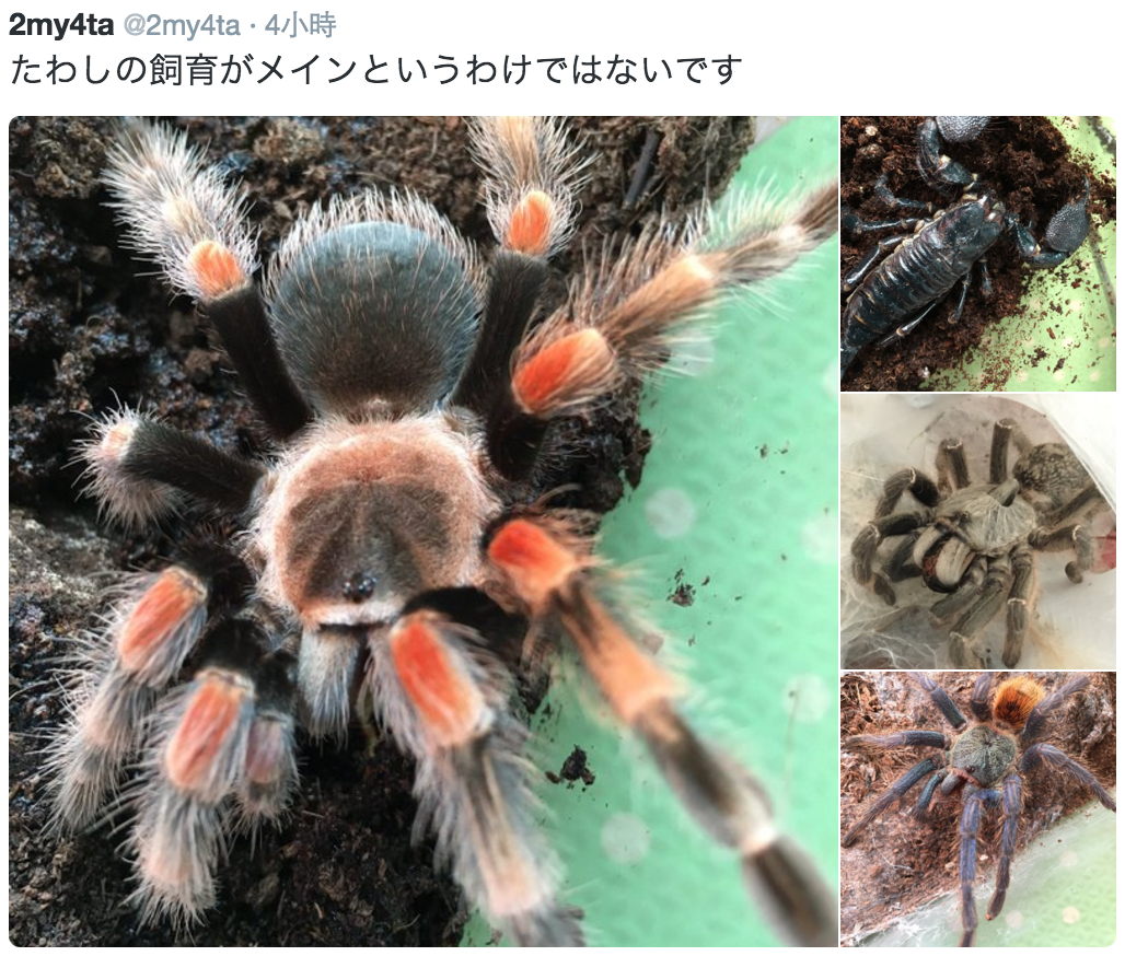 圖片來源:2my4ta/twitter