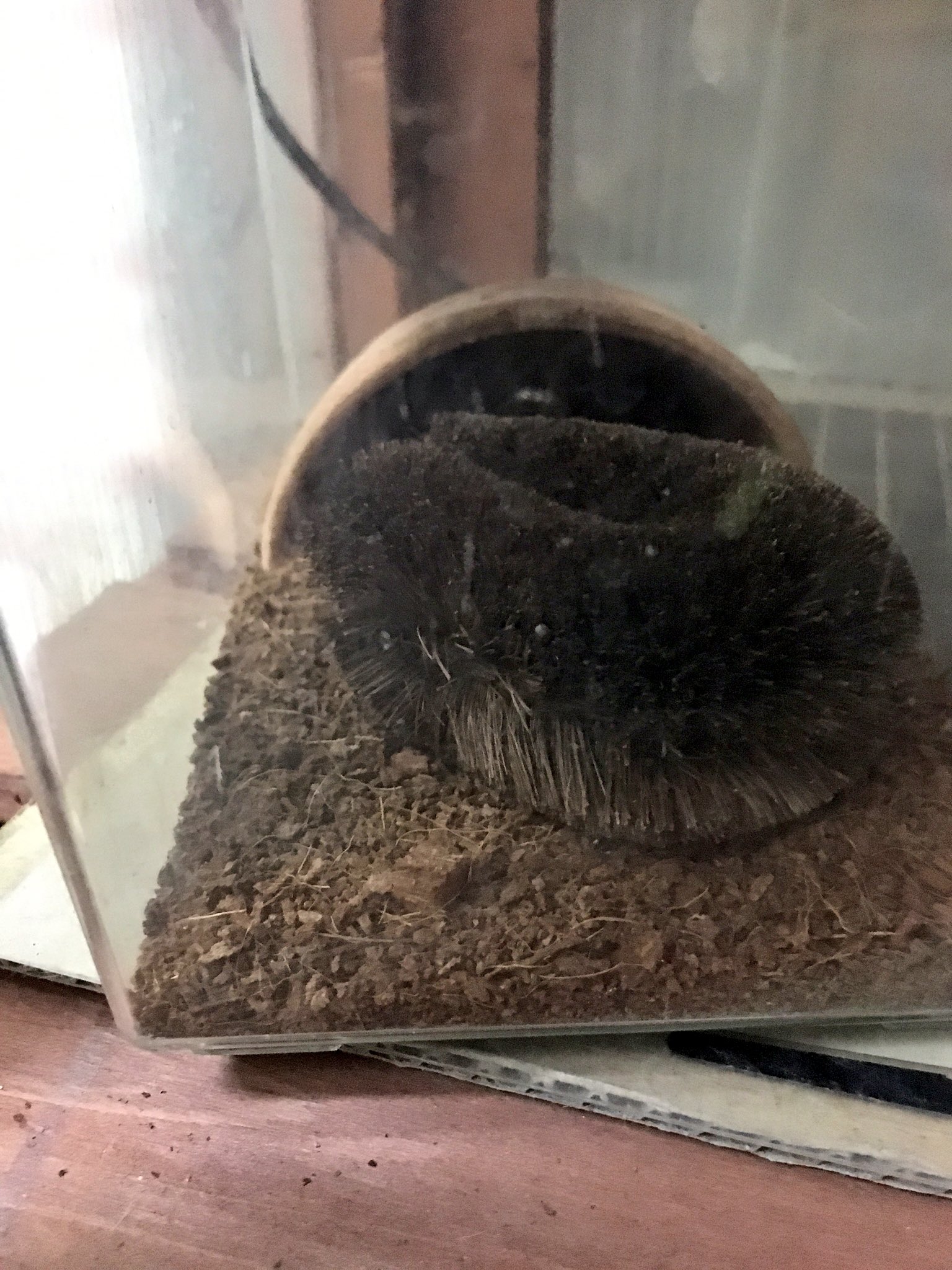 圖片來源:2my4ta/twitter