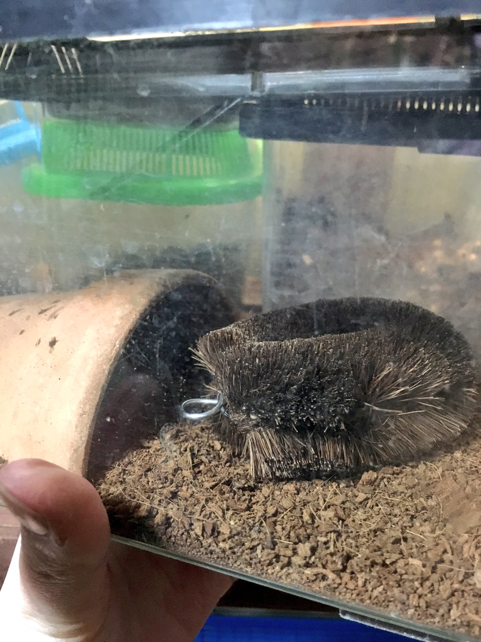 圖片來源:2my4ta/twitter