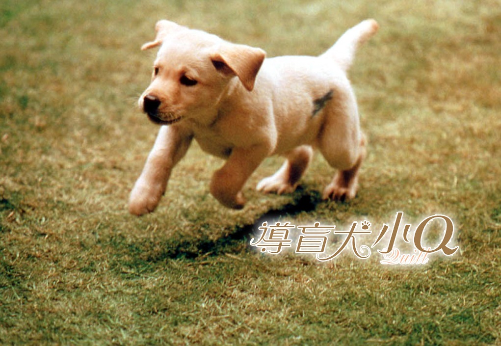 圖片來源：導盲犬小Q