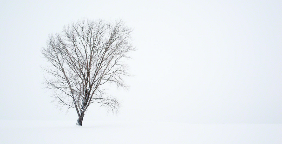 圖片來源:Kent Shiraishi