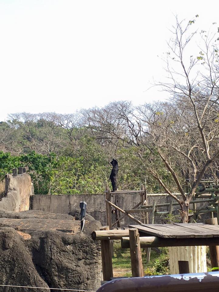 圖片來源:Atthedawn/PTT