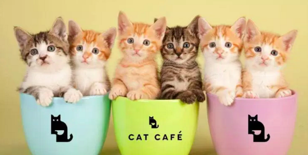 圖片來源:telegraph