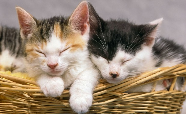 圖片來源:telegraph