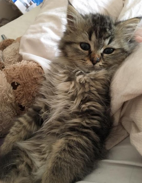 圖片來源:telegraph