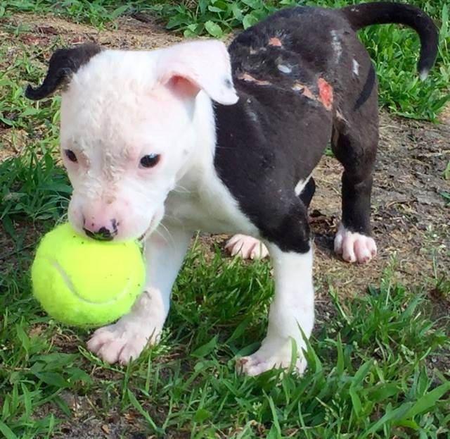 圖片來源：The Dodo