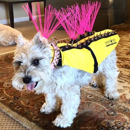 圖片來源:coyotevest