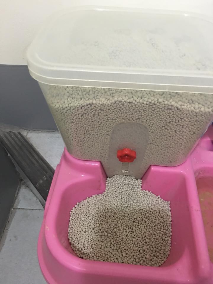 圖片來源:都滾/貓咪也瘋狂俱樂部 CrazyCat club